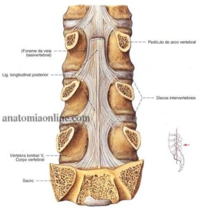 4.3-Coluna10