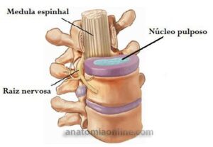 disco-intervertebral